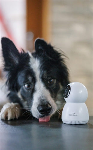 Numaxes Eyenimal Pet Vision Live Hd Kamera Ohne Geräuscherkennung